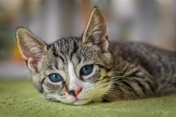 How to Bond with Your Cat
