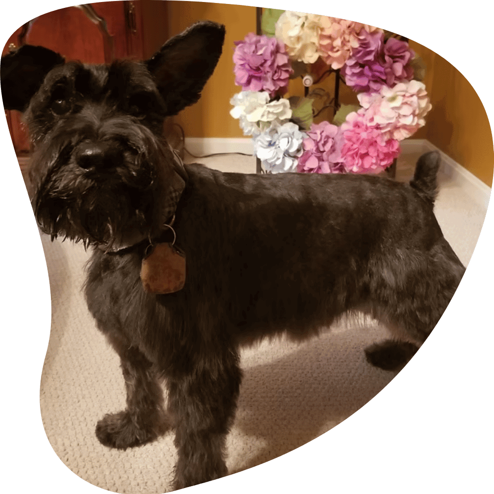 Karen Mickey Dog Walking and Pet Sitting in Strongsville, Berea, North Royalton, Middleburg Heights, Brunswick & Columbia Station