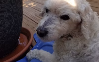 Understanding Dementia (Canine Cognitive Dysfunction) in Your Senior Dog