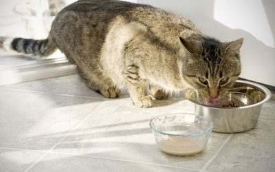 Stray Cat Strut – To Feed Or Not To Feed  