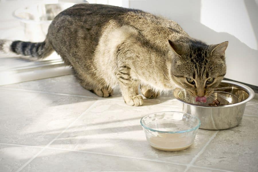 Stray Cat Strut – To Feed Or Not To Feed  