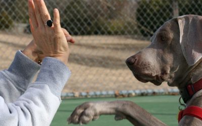 Is Your Dog Unruly & Embarrassing