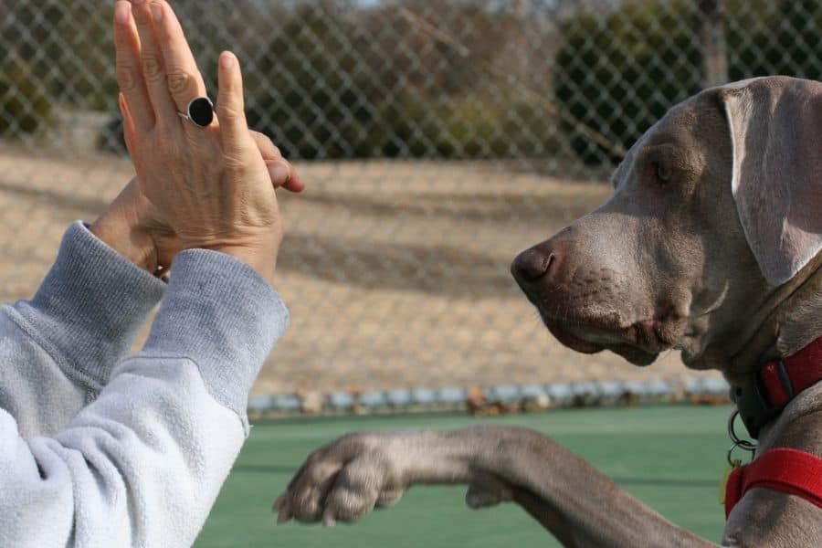 Is Your Dog Unruly & Embarrassing 