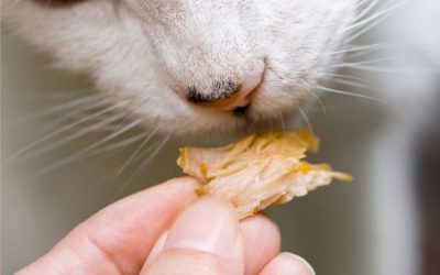 Homemade Cat Treats