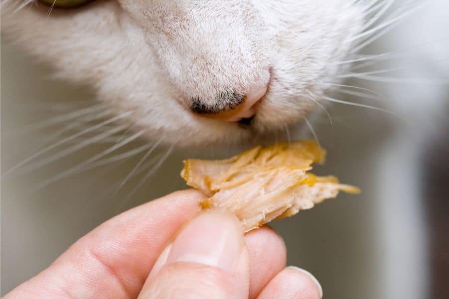 Homemade Cat Treats